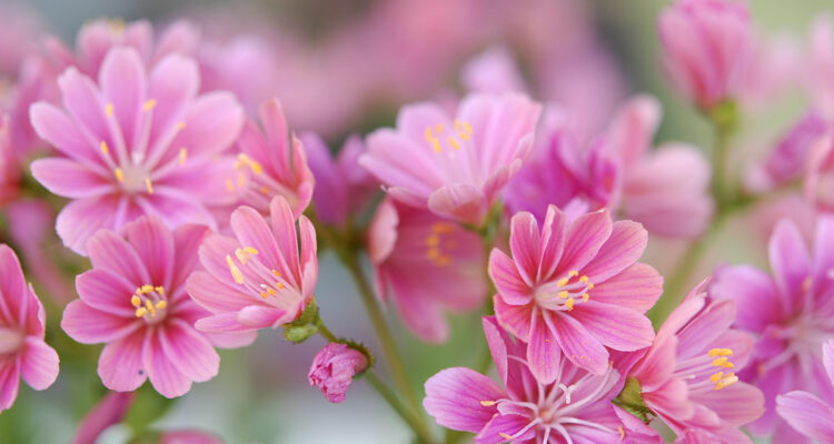lewisia