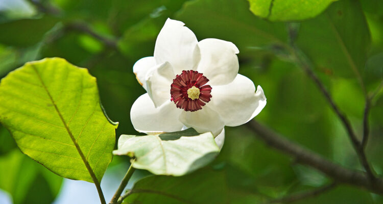 Magnolia sieboldii