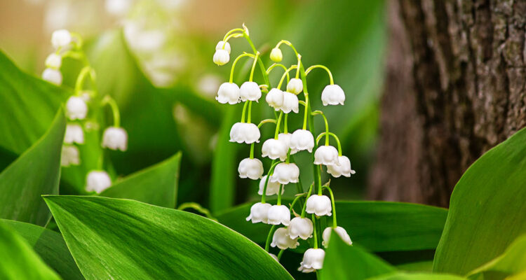 Muguet