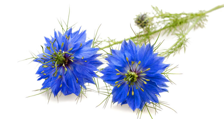 Nigelle