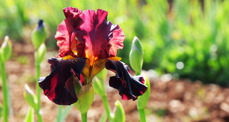Iris 'Bianca Micheletta'