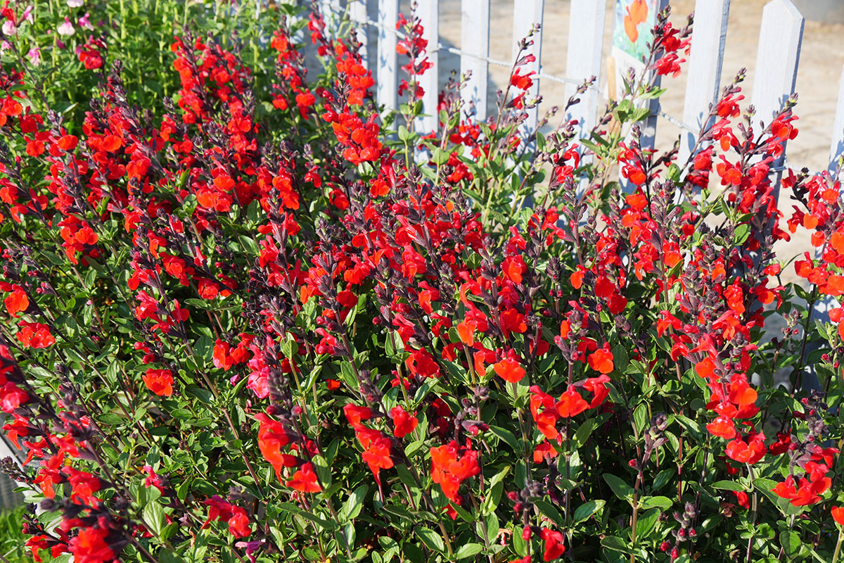 Salvia 'Royal Bumble'