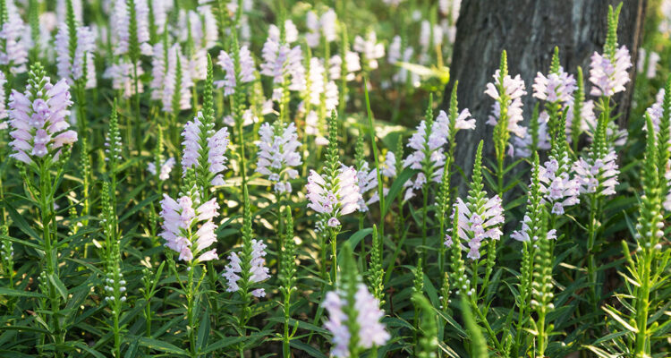 Physostegia virginiana