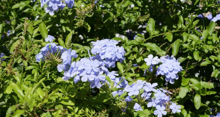 Plumbago du cap