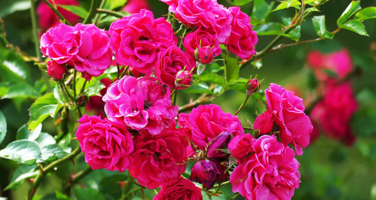 Rosa centifolia