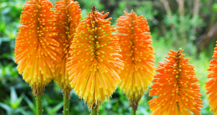 Kniphofia