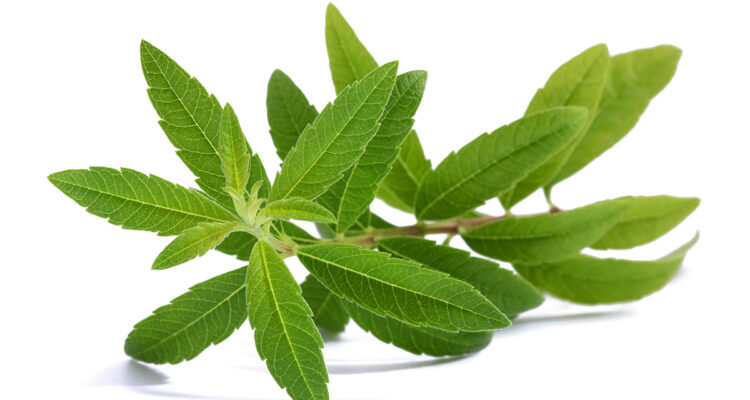 Verveine citronnelle