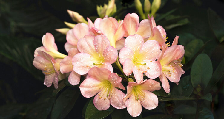 Rhododendron