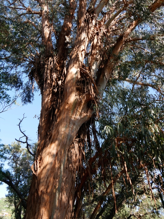 _1200183 Domaine du Rayol - eucalyptus-Edit Eucalyptus