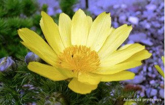 ADONIS DE PRINTEMPS