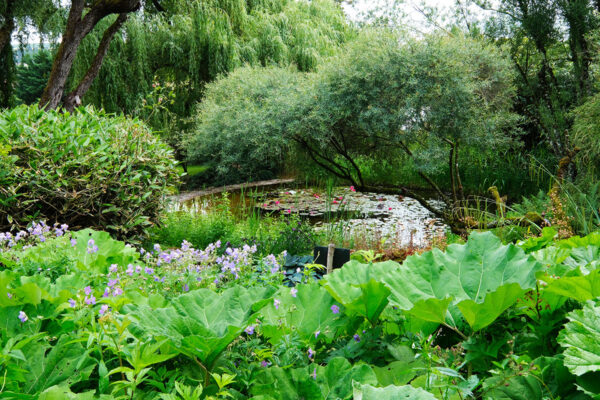bassin-milieu humide-Jardins aquatiques Acorus-Didier Hirsch_DSF1215-1200x800 jardins aquatiques Acorus