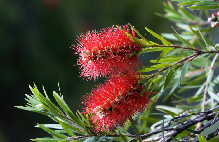 Callistemon_citrinus_J Harrison - cc by sa-Edit Callistemon citrines