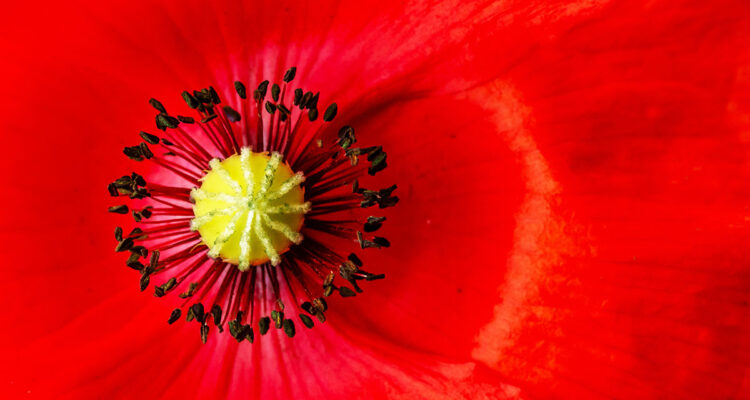 coquelicot