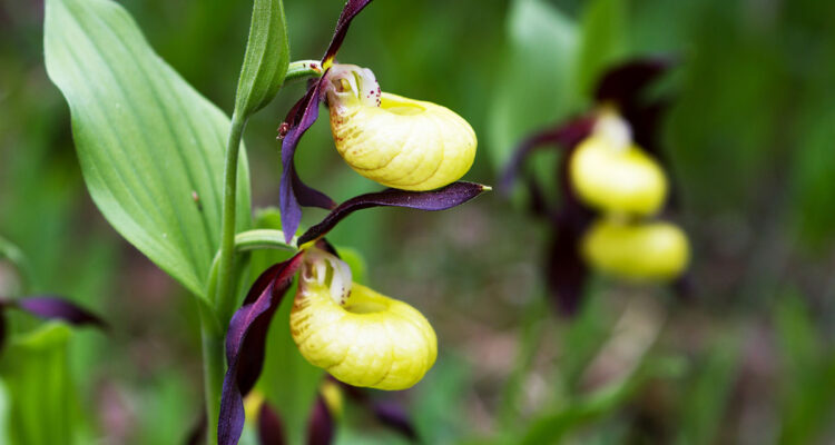 Cypripedium
