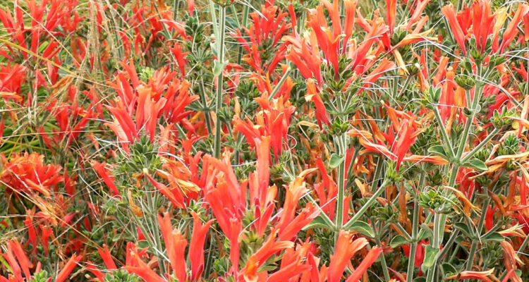 Dicliptera suberecta : Jacobinia