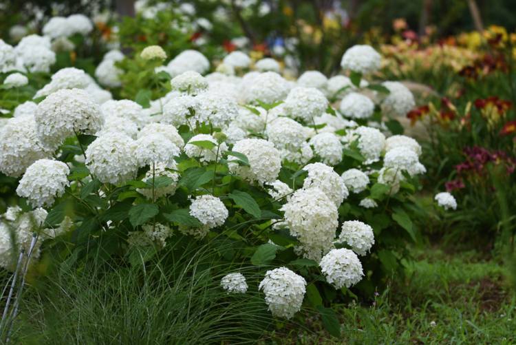 hydrangea arborescens Annabelle - undefined undefined -Edit Annabelle, une valeur sûre