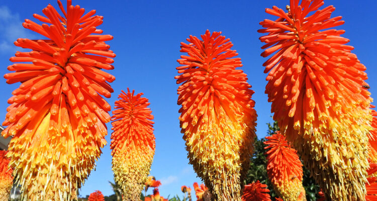 Kniphofia