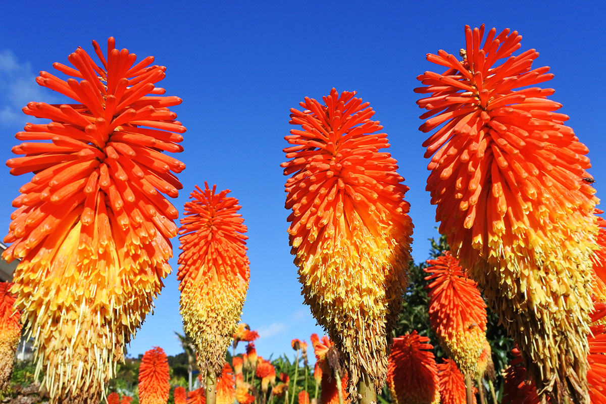 Kniphofia