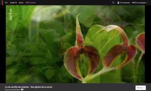 La vie secrète des plantes