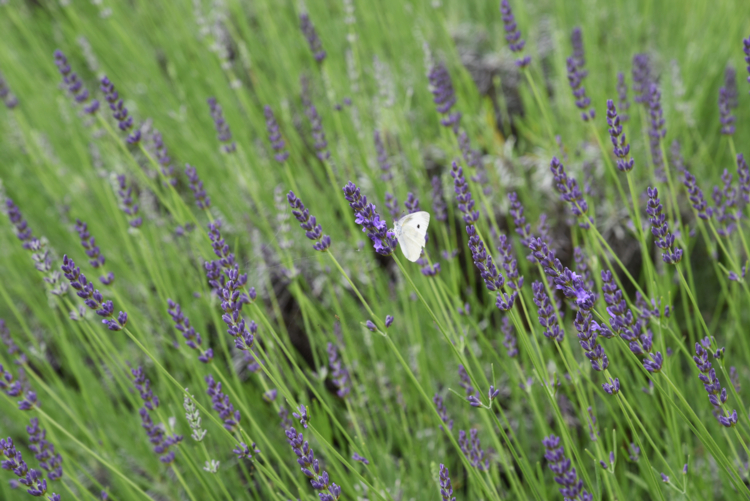 lavandula Grosso - undefined undefined -Edit Lavandula 'Grosso'