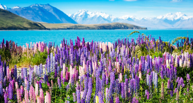 Lupins
