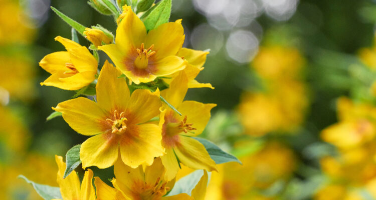Lysimachia vulgaris