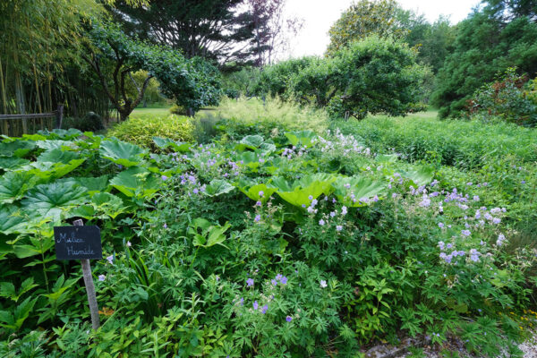 milieu humide-Jardins aquatiques Acorus-Didier Hirsch_DSF1067-1200x800 Jardins aquatiques Acorus