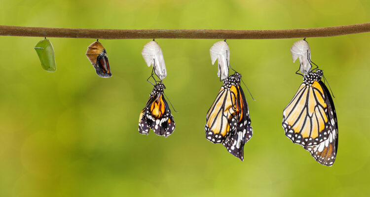 naissance d'un papillon