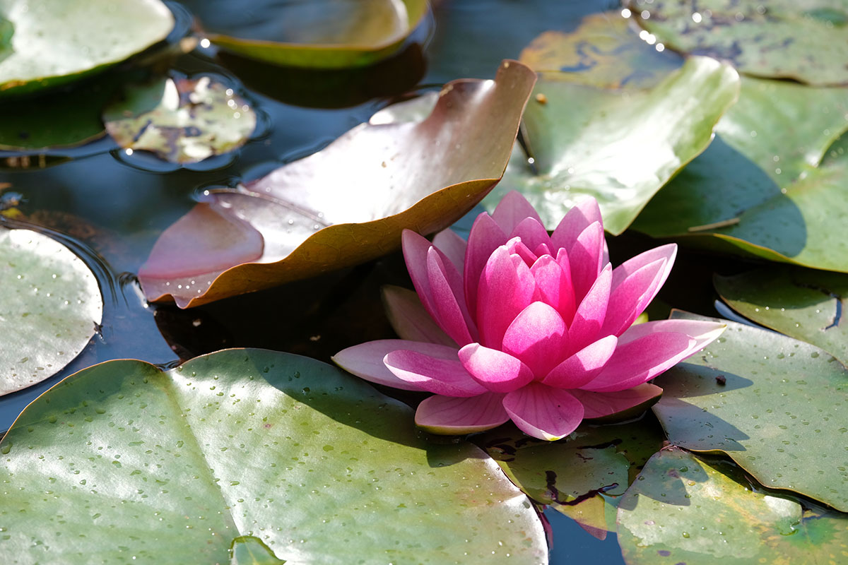 nénuphar-Jardins aquatiques Acorus-Didier Hirsch_DHF3540-1200x800 Jardins aquatiques Acorus