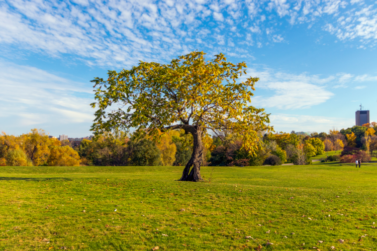 noyer noir - jugla nigra - Karen Hogan -Edit Noyer