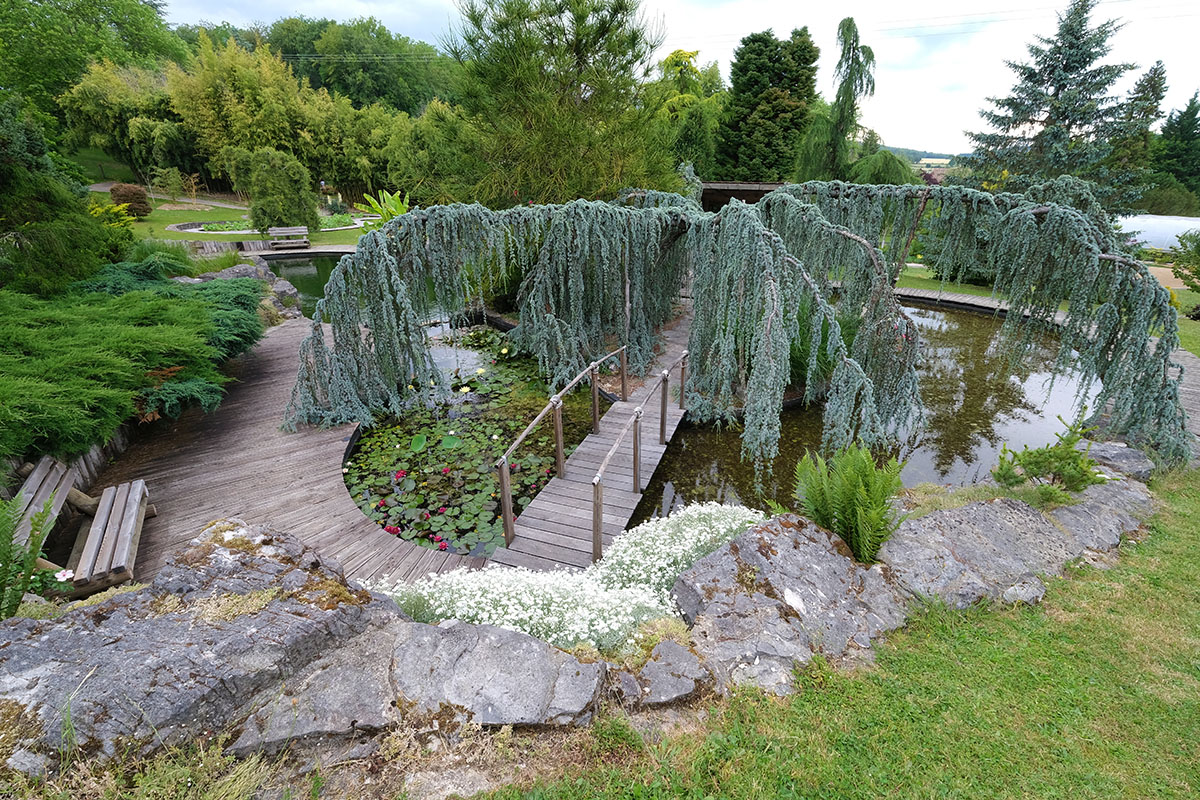 piscine naturelle-conifère pleureur-Jardins aquatiques Acorus-Didier Hirsch_DSF0814-1200x800 Jardins aquatiques Acorus