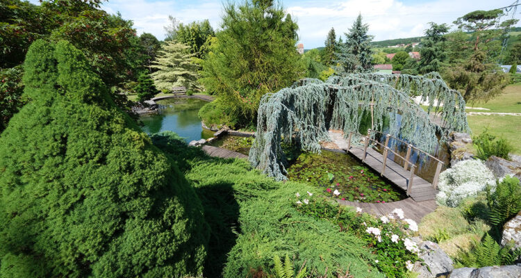 Jardin aquatiques Acorus