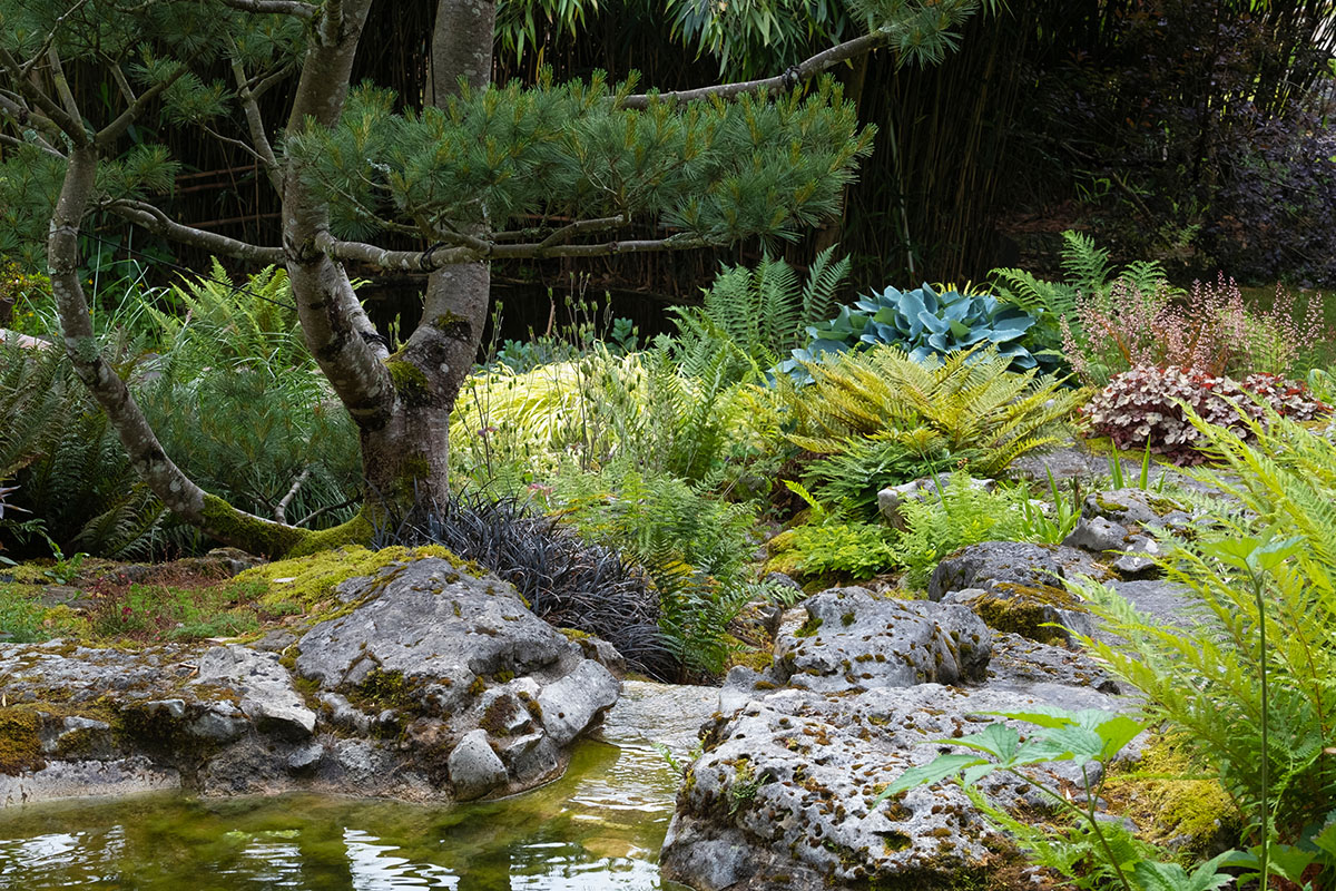 plante de bord de bassin-Jardins aquatiques Acorus-Didier Hirsch_DHF3504-1200x800 Jardins aquatiques Acorus
