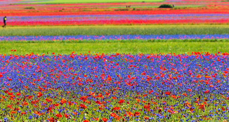 prairie fleurie