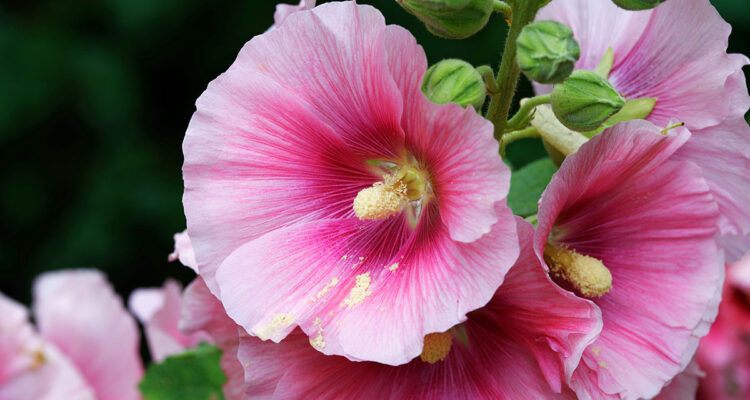 rose trémière