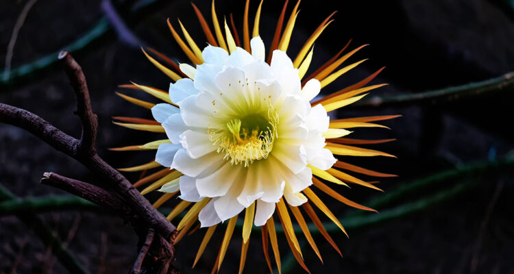 selenicererus grandiflorus - bellanatella