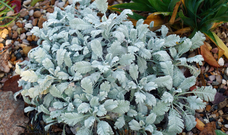 tanaisie d'armenie - tanacetum densum subsp armanii - nickkurzenko -Edit Tanaisie d'Arménie