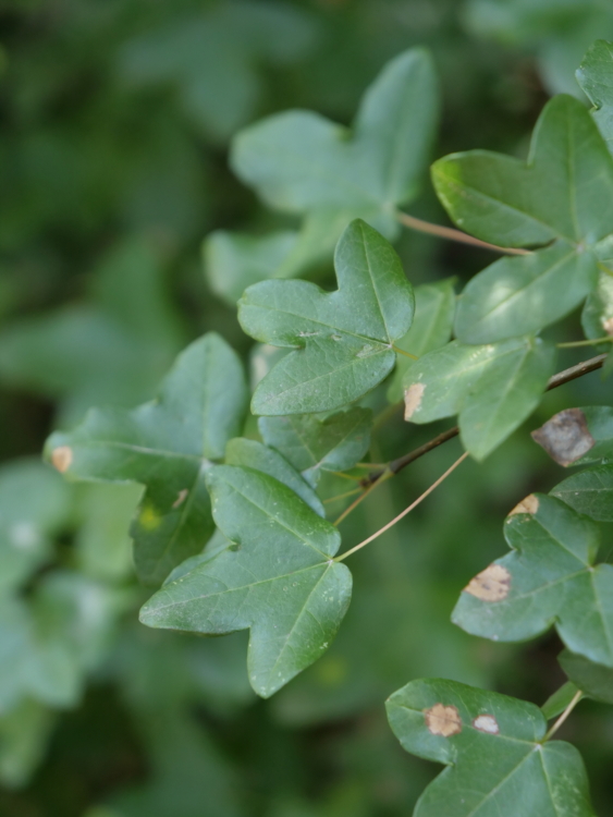 _1011193 Provence - Forêt des cèdres du Luberon - érable de Montpellier - Acer monspessulanum-Edit Érable de Montpellier