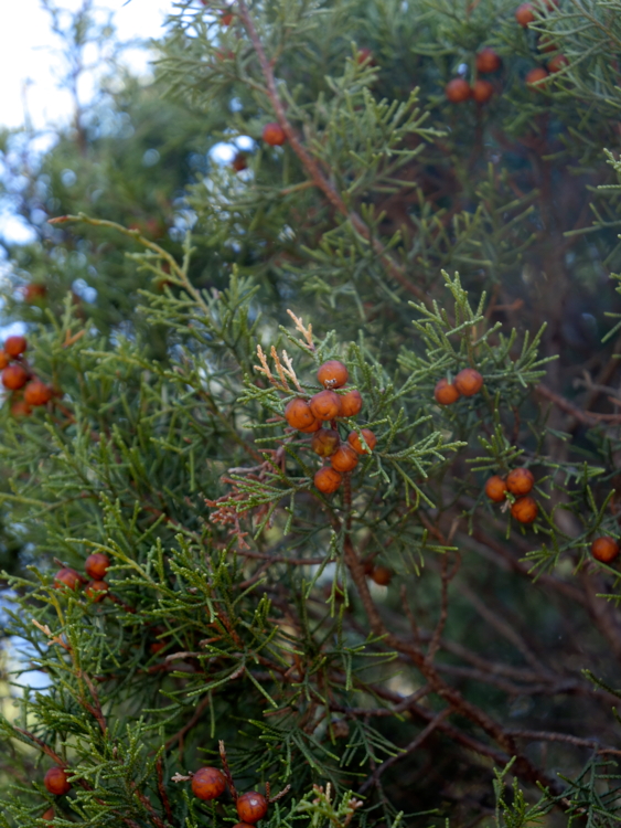 _1011238 Provence - Forêt des cèdres du Luberon - Juniperus phoenicea - genevrier de Phenicie-Edit Juniperus phoenica