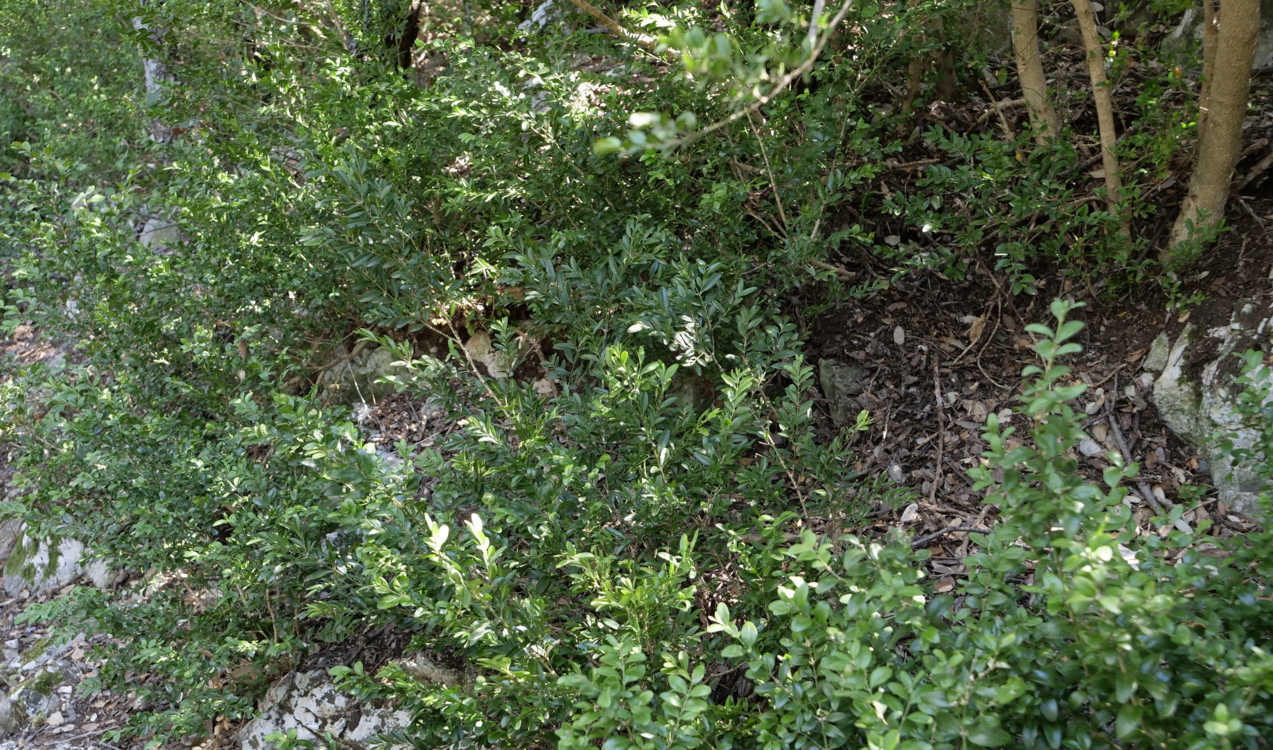 _1011241 Provence - Forêt des cèdres du Luberon - Buis - buxus sempervirens-Edit ©Isabelle Morand