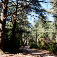 Forêt des Cèdres du Petit Luberon