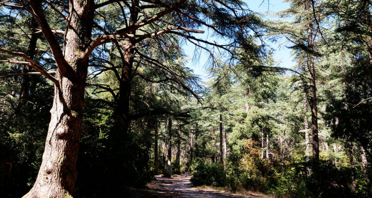 Forêt des Cèdres du Petit Luberon