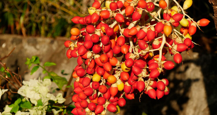 calendrier lunaire du 19 juillet