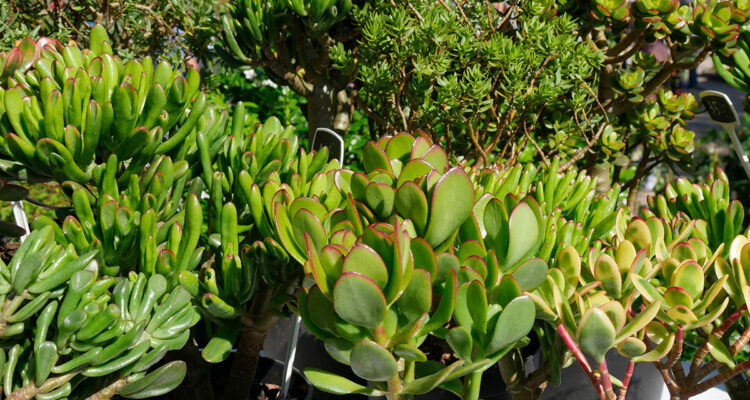 Crassulaceae : crassula ovata