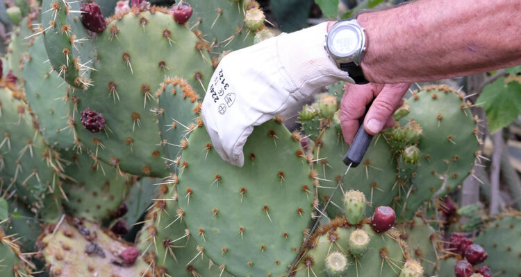 bouturer un cactus raquette
