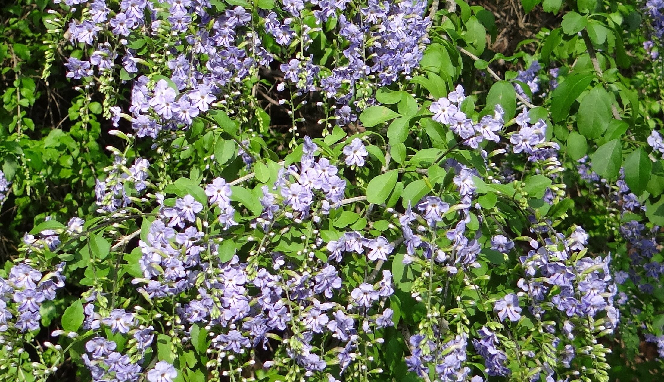 duranta-erecta-352992-Bishnu Sarangi © Bishnu Sarangi
