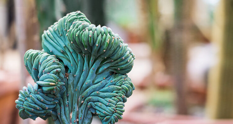 Euphorbia obesia cristata