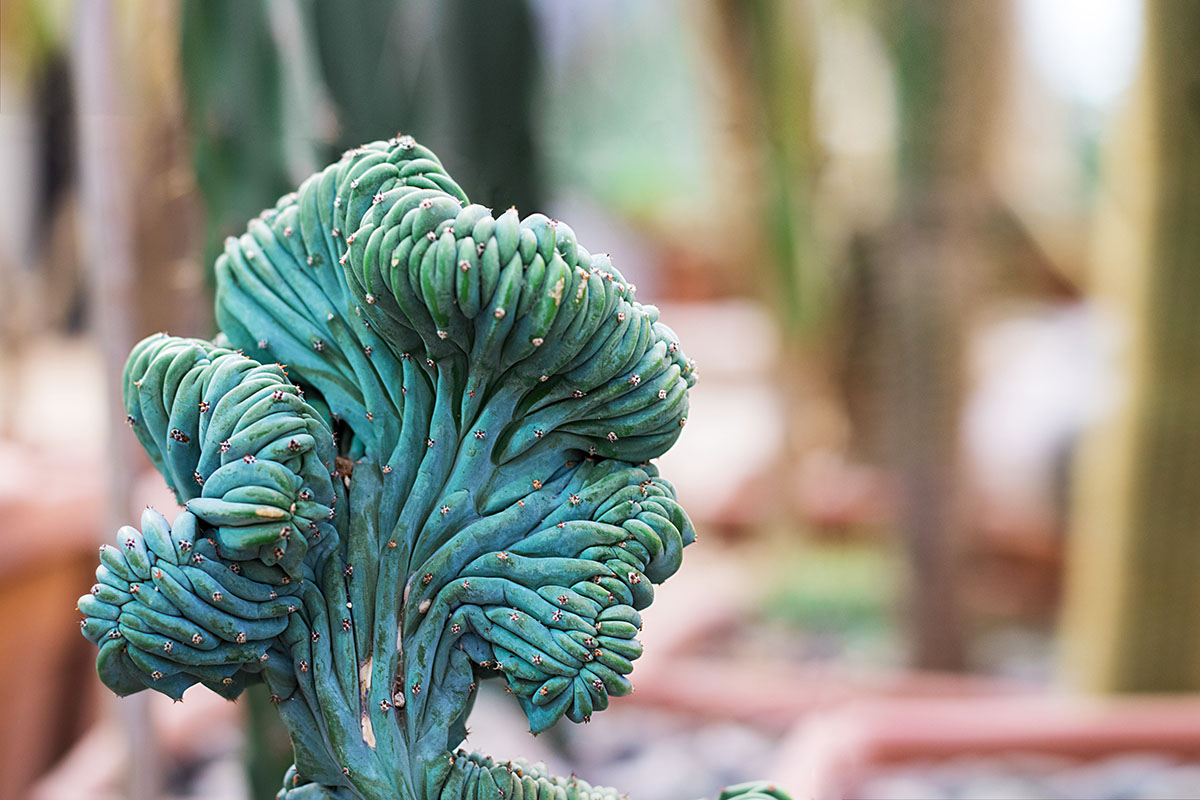 Euphorbia obesia cristata