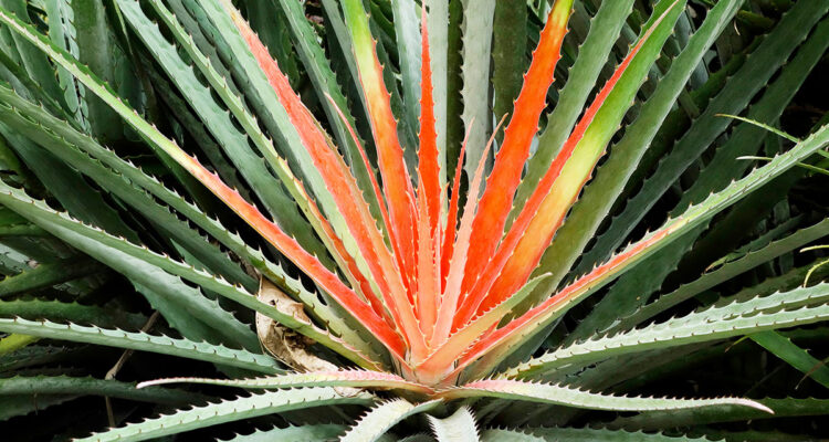 Fascicularia