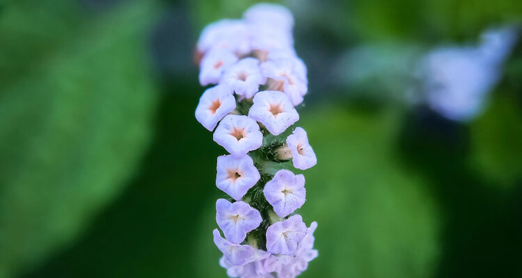 calendrier lunaire du 7 juillet